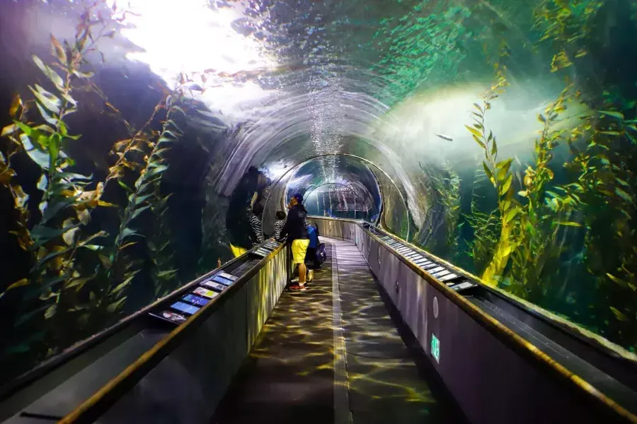 Uma família observa a vida marinha dentro de um túnel no Aquário da Baía